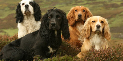 Cocker Spaniels