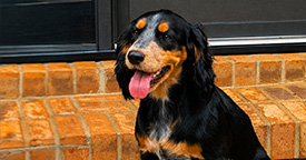 Female Puppies